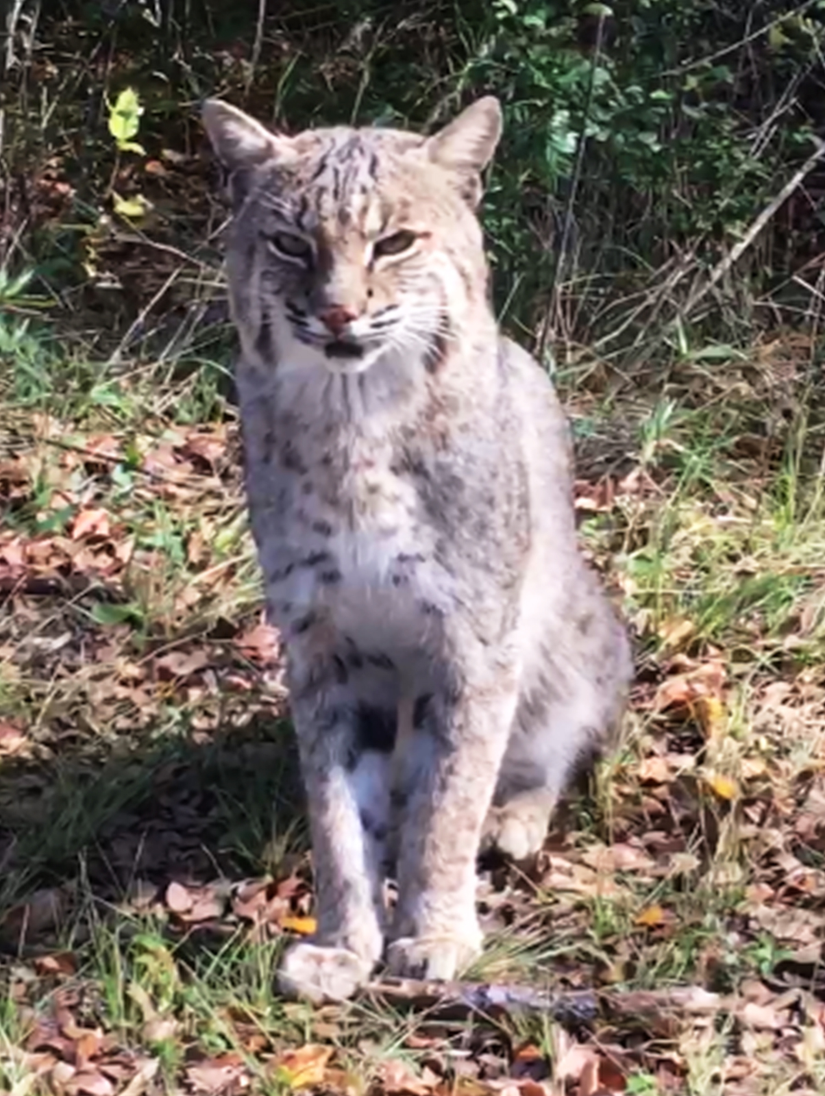 Alpha Male Bobcat on the  River Legacy Trail. Alpha Mail March 2011 - January 19 2020.  His father was a Lynx. (click to view movie clip) Alpha Male Bobcat on the  River Legacy Trail. Alpha Mail March 2011 - January 19 2020.  His father was a Lynx.