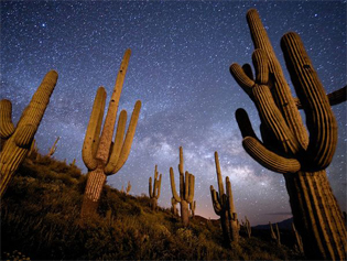 Saguaro Cacti, Arizona